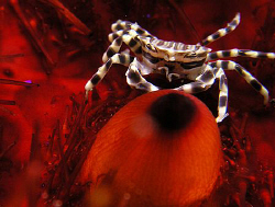 Zebra crab, Lembeh by Doug Anderson 